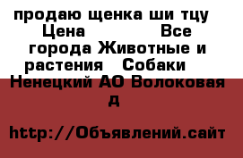 продаю щенка ши-тцу › Цена ­ 10 000 - Все города Животные и растения » Собаки   . Ненецкий АО,Волоковая д.